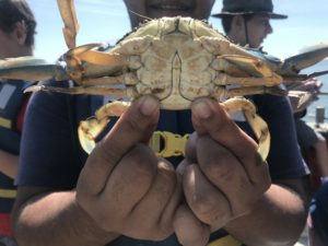 Child's hands holding a crab