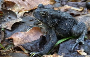 Frog among leaves